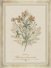 CIN4357 - Vintage Botanical II - 12x16