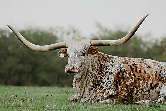 Dakota Diener DAK229 - DAK229 - Spotted in Amarillo - 18x12 Texas longhorn, speckled coat, large horns, sitting bull, livestock portrait, rural landscape, rustic cattle, green pasture from Penny Lane