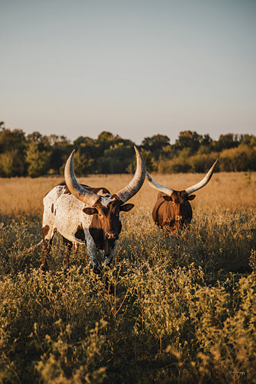 Dakota Diener DAK288 - DAK288 - Golden Hour Graze   - 12x18 longhorn cattle, Texas field, sunset, rural scene, livestock, horns, farmland, golden hour, pasture, western theme from Penny Lane