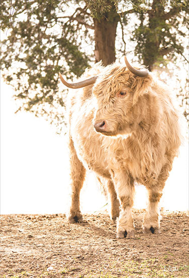 Donnie Quillen DQ293 - DQ293 - Hilltop Highland I - 12x18 highland cow, farm animal, shaggy fur, horns, outdoors, sunlit tree, rural setting, golden hour from Penny Lane