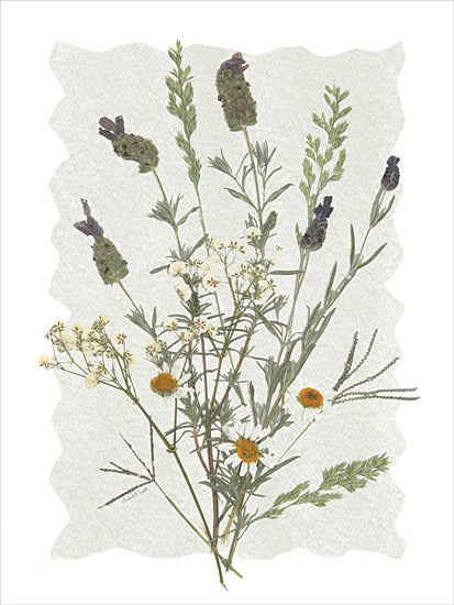 Elizabeth Tyndall ET413 - ET413 - A Touch of Lavender II - 12x16 Pressed wildflowers, lavender, chamomile, orange flower, vintage botanical art, plant illustration, natural decor, herbaceous stems from Penny Lane