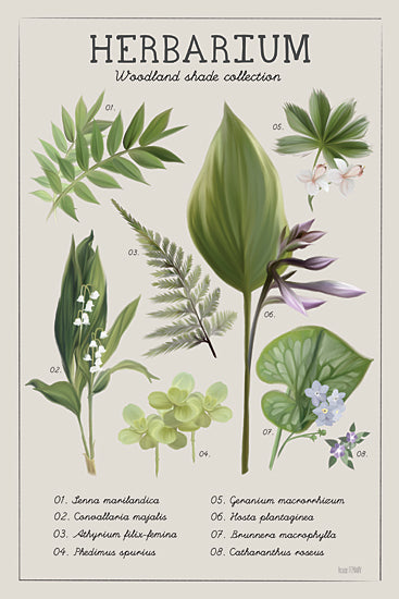 House Fenway FEN1293 - FEN1293 - Herbarium - 12x18 herbarium chart, botanical illustration, woodland plants, labeled leaves and flowers, educational poster, greenery print, house fenway from Penny Lane