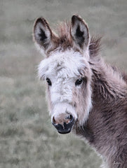 LD3781 - Fuzzy Donkey - 12x16