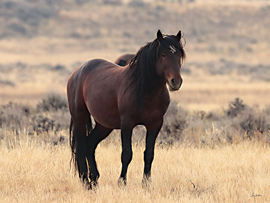 Lori Deiter LD3846 - LD3846 - Brown Beauty - 16x12 dark brown horse, wild mustang, standing in field, sunlight, muscular build, solitude from Penny Lane