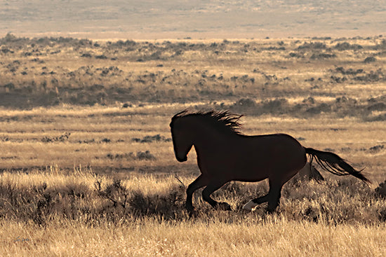 Lori Deiter LD3847 - LD3847 - Run Like the Wind - 18x12 horse running, silhouette, wild horse, grass field, motion, dramatic lighting from Penny Lane