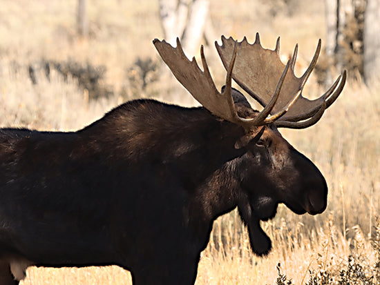 Lori Deiter LD3849 - LD3849 - Nature's Giant - 16x12 moose with antlers, woodland animal, forest edge, large antlers, natural light, fall grass from Penny Lane