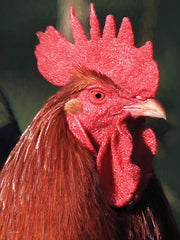 LD3966 - Rusty - 12x16