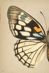 LUX776 - Butterfly 1 - 12x18