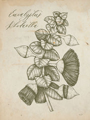 LUX931 - Eucalyptus Rhodantha - 12x16