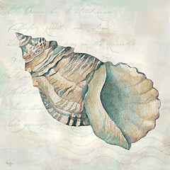 MOL2911 - Seashells II - 12x12