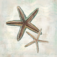 MOL2912 - Seashells II - 12x12