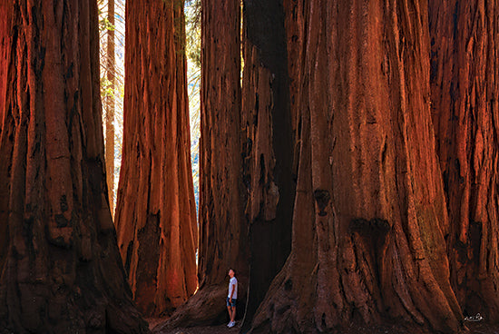 Martin Podt MPP1078 - MPP1078 - Small Human in a Big World - 18x12 giant redwoods, person standing, awe-inspiring nature, scale, forest giants, deep woods, towering trees, sunlight rays, earthy tones from Penny Lane