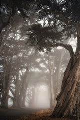 MPP1083 - Cypress Dreams - 12x18