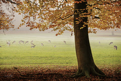 MPP1136 - Peaceful Autumn Day - 18x12