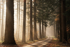 MPP1137 - Morning Sun Beam - 18x12