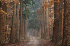 MPP1140 - Autumn Pathway - 18x12