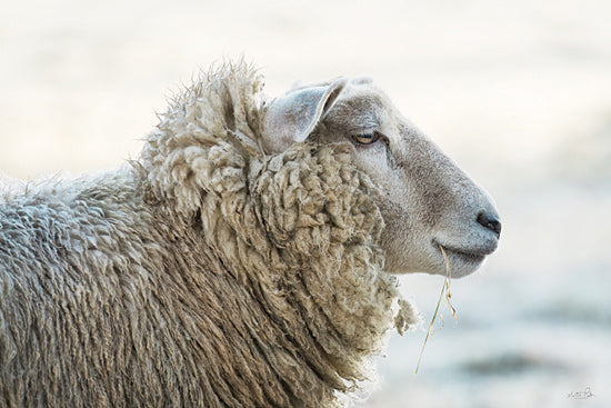 Martin Podt MPP1159 - MPP1159 - Deep Thoughts - 18x12 sheep portrait, woolly sheep, side profile, livestock, calm animal, natural background, grass in mouth, rural farm life from Penny Lane