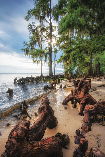 Martin Podt MPP1166 - MPP1166 - The Beach Forest - 12x18 cypress trees, beach roots, lake shore, sunlit shoreline, sandy path, Spanish moss, southern swamp, driftwood from Penny Lane