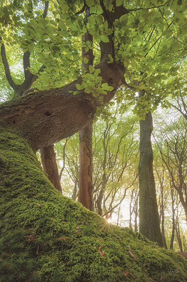 Martin Podt MPP1174 - MPP1174 - Tree Bender - 12x18 moss-covered forest, enchanted woods, tree bark texture, sun rays through trees, dense foliage, fairytale forest from Penny Lane