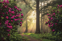 MPP1186 - Enchanted Path I - 18x12