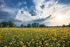 MPP1190 - Beneath a Summer Sky - 18x12