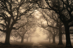 MPP1250 - The Path Unknown   - 18x12