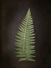 RIG168 - Fern on Black I - 12x16