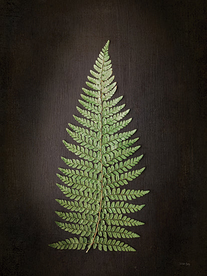 Jennifer Rigsby RIG169 - RIG169 - Fern on Black II - 12x16 fern leaf, botanical display, plant photography, dark minimalism, organic structure, detailed texture, artistic natural element from Penny Lane