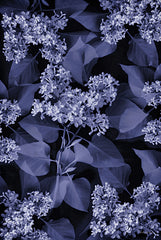 RLV775 - Blooming in Indigo I - 12x18