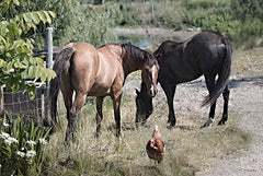 RLV805 - Two's Company - 18x12