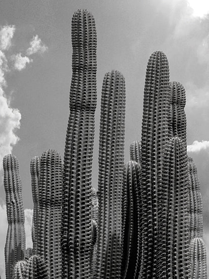 Seven Trees Design ST1212 - ST1212 - Where Cacti Thrive - 12x16 cactus, desert plant, monochrome, tall cactus, arid landscape, succulent, sky background, sharp spines, black and white photo from Penny Lane