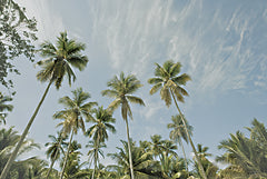 STAR140 - Magens Bay Palms - 18x12