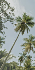 STAR141 - Magens Bay Palms I  (Triptych I) - 9x18