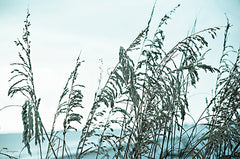 STAR157 - Hidden Horizon - 18x12