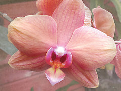 STAR174 - Peach Perfection - 16x12