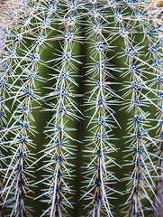 STAR178 - Spiky Encounter - 12x16