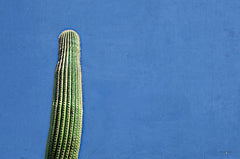 STAR181 - Saguaro Standing Tall III - 18x12