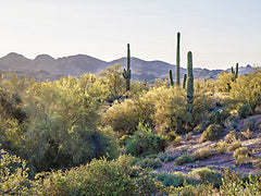 STAR184 - Desert Serenade - 18x12