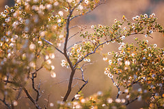 STAR186 - Desert Blooms - 18x12