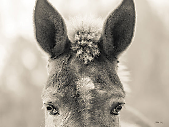 Jennifer Rigsby RIG141 - RIG141 - Mr. Mule - 16x12 Photography, Mule, Sepia, Mule's Head, Male Mule from Penny Lane