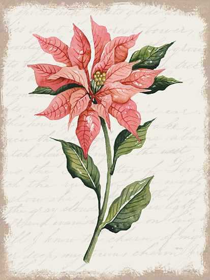 Cindy Jacobs Licensing CIN3264LIC - CIN3264LIC - Poinsettia Botanical II - 0  from Penny Lane