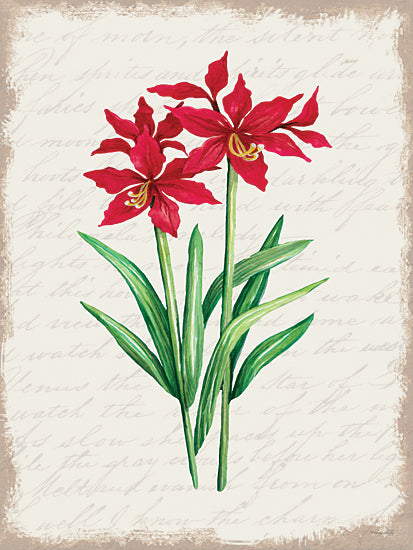 Cindy Jacobs Licensing CIN3275LIC - CIN3275LIC - Red Amaryllis Botanical I - 0  from Penny Lane