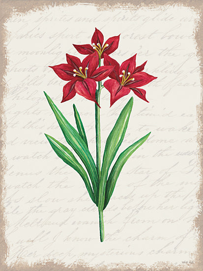 Cindy Jacobs Licensing CIN3276LIC - CIN3276LIC - Red Amaryllis Botanical II - 0  from Penny Lane