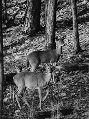 DAK219 - Deer Trio - 12x16