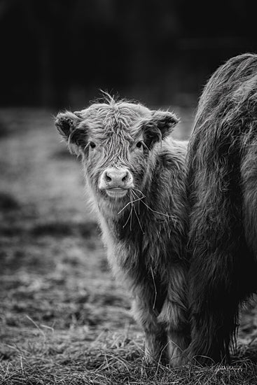 Dakota Diener DAK275 - DAK275 - Morning Snack - 12x18 Photography, Cow, Farm, Black & White, Portrait from Penny Lane