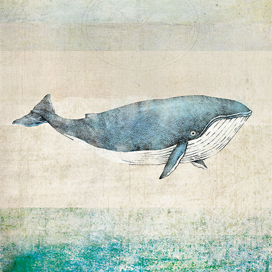 JG Studios JGS575 - JGS575 - Whale - 12x12 Coastal, Whale, Blue Whale, Sideview from Penny Lane