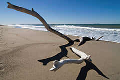 JGS579 - Beach Driftwood - 18x12