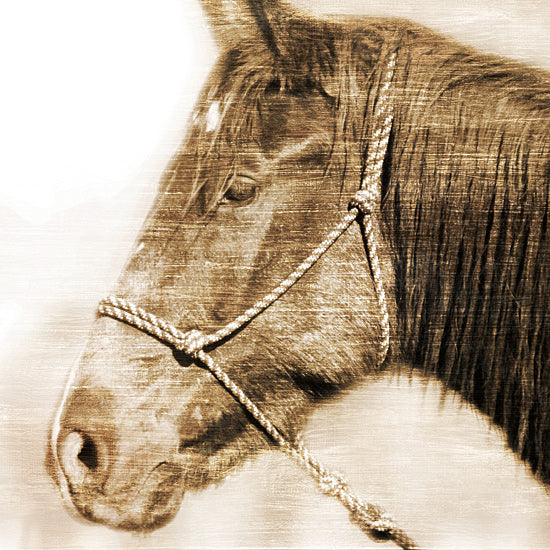 Kari Brooks KARI177 - KARI177 - Hampton - 12x12 Photography, Horse, Sideview, Sepia from Penny Lane