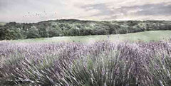 LD3276LIC - Ridge Farm Lavender - 0