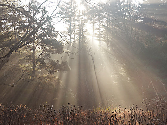 Lori Deiter LD3297 - LD3297 - Watch Over You - 16x12 Photography, Landscape, Trees, Sunlight, Sun Rays, Brush, Watch Over You from Penny Lane